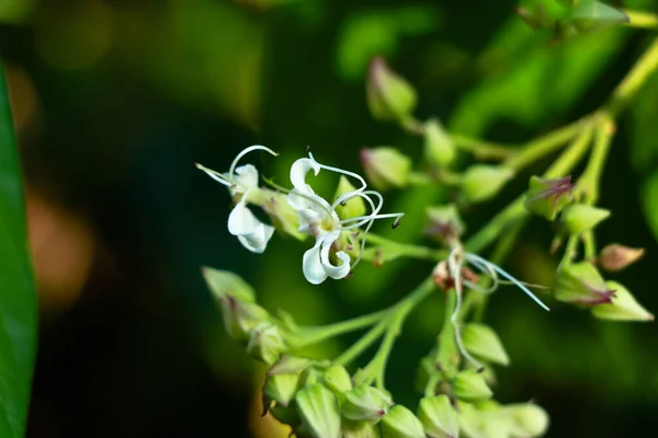 Weiße Blüten Eines Wilden Busches Aus Western Ghats Wayanad Selektiver — Stockfoto
