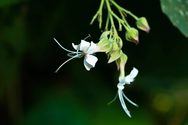 西部のヤギからの野生の茂みの白い色の花 Wayanad 選択的な焦点 — ストック写真