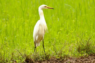 Orta balıkçıl ya da çeltik tarlasında medyan balıkçıl, yeşil arkaplan