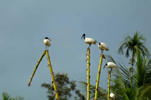 黑头伊比斯 色雷斯基埃尼斯黑头黑头伊比斯或鸟类保护区内的印第安白头伊比斯 科特蒂兰 Wayanad — 图库照片