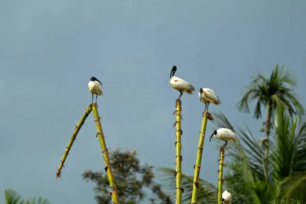 Black Headed Ibis Threskiornis Melanocephalus Indian White Ibis Bird Sanctuary — Stock Photo, Image