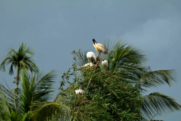 黑头伊比斯 色雷斯基埃尼斯黑头黑头伊比斯或鸟类保护区内的印第安白头伊比斯 科特蒂兰 Wayanad — 图库照片