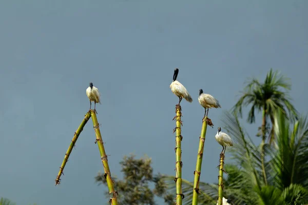 Black Headed Ibis Threskiornis Melanocephalus Indian White Ibis Bird Sanctuary — Stock Photo, Image