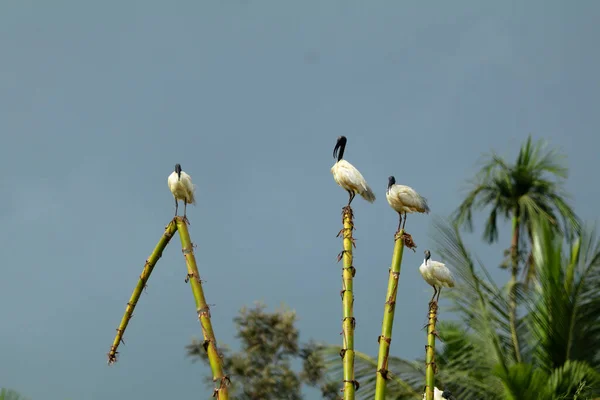 Svarthuvuden Ibis Threskiornis Melanocephalus Eller Indiska Vita Ibis Fågelhelgedom Kottillam — Stockfoto