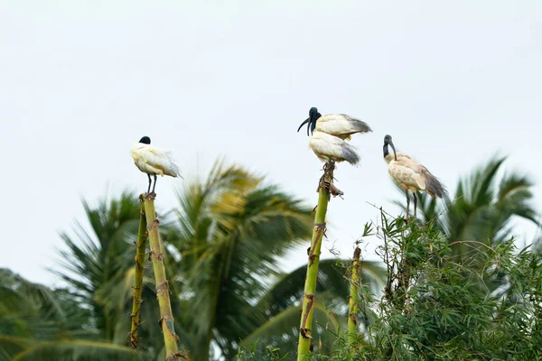 Black Headed Ibis Threskiornis Melanocephalus Indian White Ibis Bird Sanctuary — Stock Photo, Image