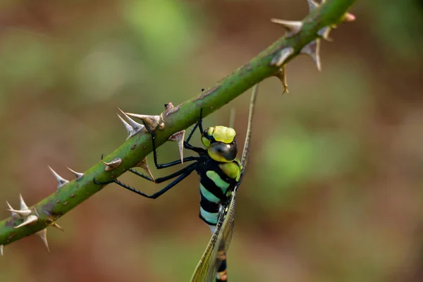 Multi Colorido Odonta Dragão Voar Gates Ocidentais Wayanad — Fotografia de Stock