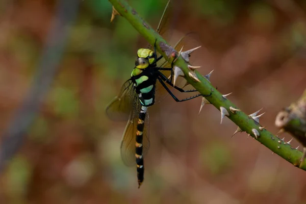 Multi Colorido Odonta Dragão Voar Gates Ocidentais Wayanad — Fotografia de Stock