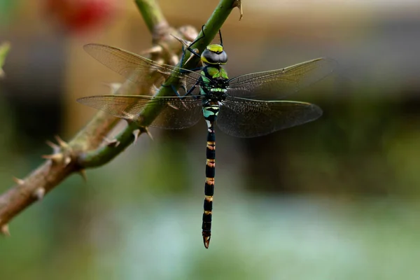 Odonta Multicolor Mosca Dragón Ghats Occidentales Wayanad — Foto de Stock