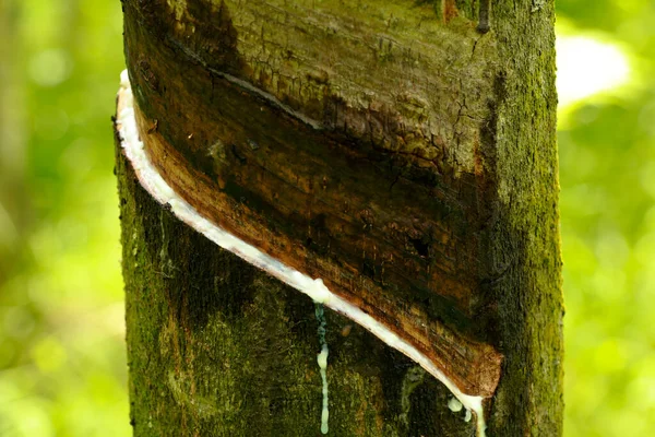 Arbre Caoutchouc Après Avoir Tapé Manière Traditionnelle Plan Rapproché — Photo