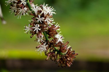 Dracaena 'nın çiçekleri parfümleri ya da mısır sapı drakena genellikle mısır bitkisi olarak bilinir, seçici odak noktası