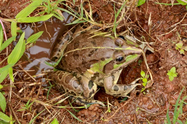 Edible frog or green frog commonly known as common water frog, frog legs used for food
