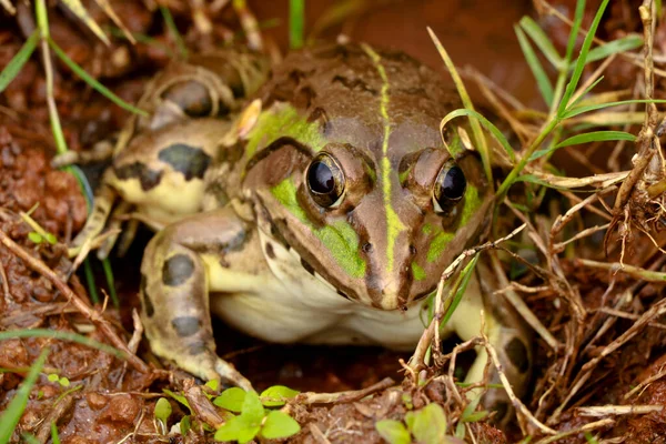 Edible frog or green frog commonly known as common water frog, frog legs used for food