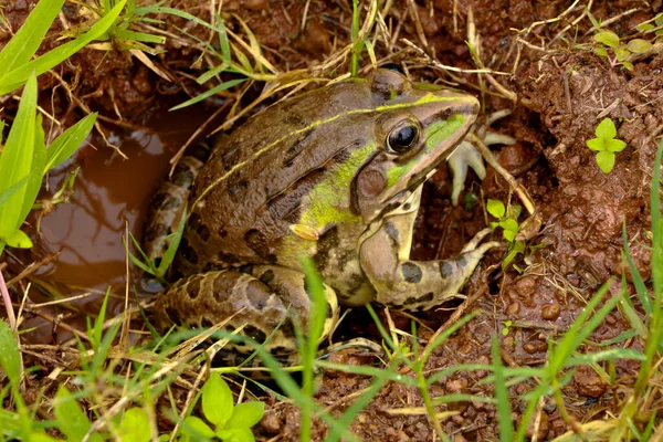 Edible frog or green frog commonly known as common water frog, frog legs used for food