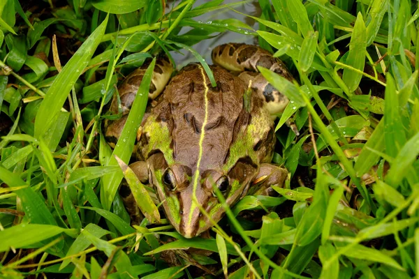 수있는 개구리나 일반적으로 개구리로 알려진 개구리 식용으로 사용되는 개구리의 — 스톡 사진
