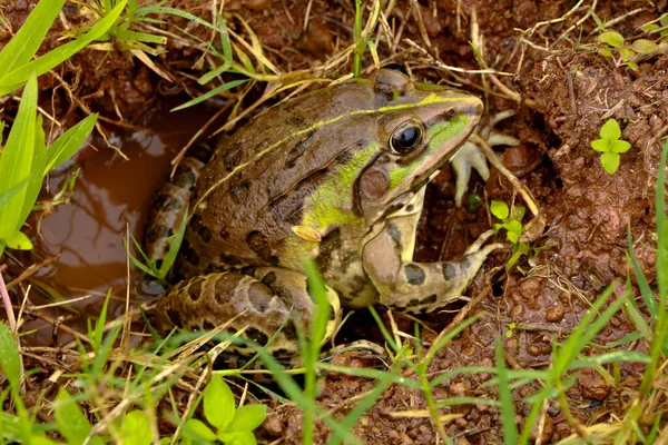 수있는 개구리나 일반적으로 개구리로 알려진 개구리 식용으로 사용되는 개구리의 스톡 사진