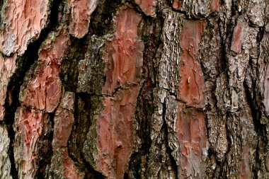 Kalın ve pullu çam ağacı kabuğu doku olarak, arka plan olarak