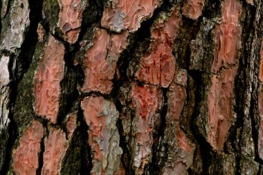Kalın ve pullu çam ağacı kabuğu doku olarak, arka plan olarak