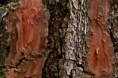Kalın ve pullu çam ağacı kabuğu doku olarak, arka plan olarak