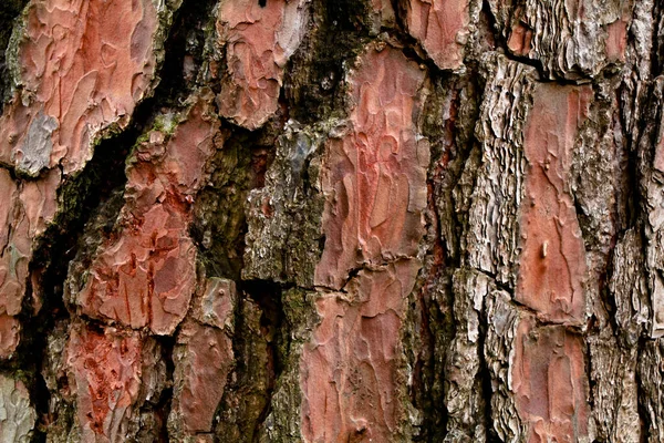 Casca Grossa Escamosa Pinheiros Como Textura Fundo — Fotografia de Stock