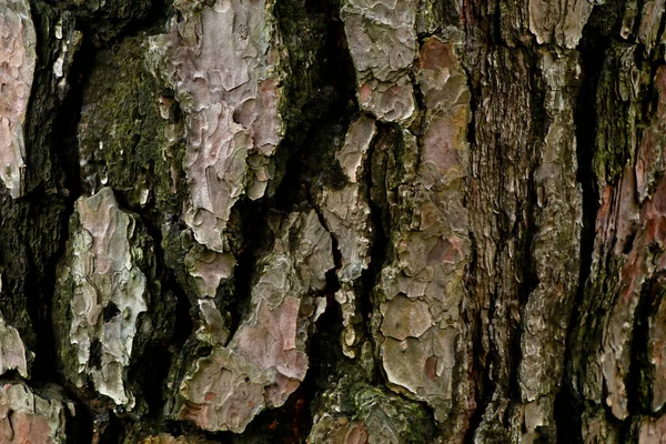 Thick Scaly Bark Pine Tree Texture Background — Stock Photo, Image