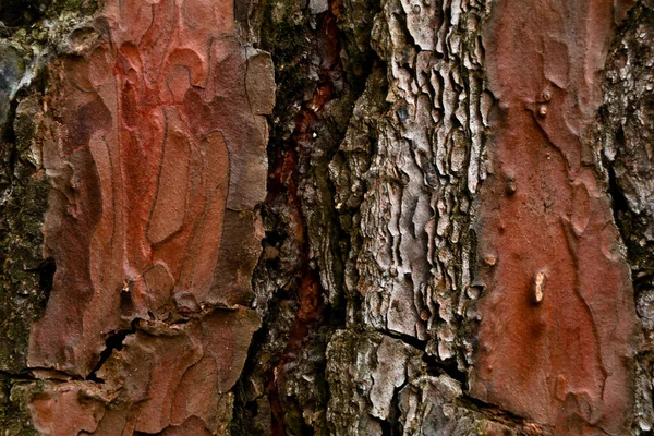 Thick Scaly Bark Pine Tree Texture Background — Stock Photo, Image