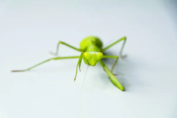 Zöld Színű Imádkozó Sáska Fehér Háttér Mantodea Rend — Stock Fotó