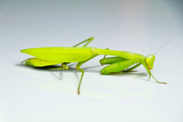 白い背景に緑の色の祈りのカマキリ マントード注文 — ストック写真