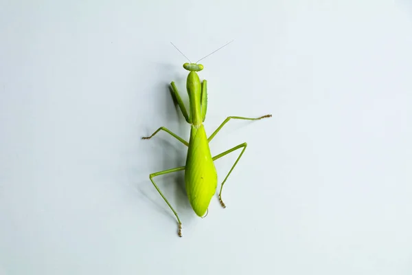 绿颜色 白色背景下的螳螂 曼陀罗级 — 图库照片