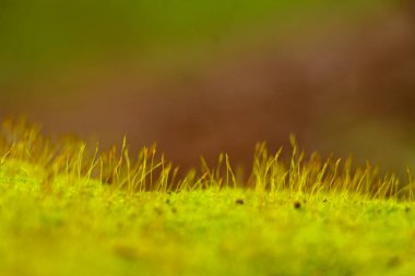 Duvarın yüzeyine yosun sporu yakın çekim, seçici odaklanma