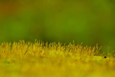 Duvarın yüzeyine yosun sporu yakın çekim, seçici odaklanma