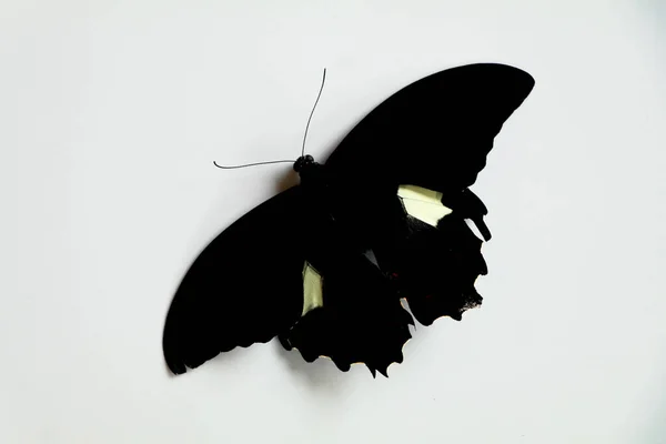 Черный Цвет Бабочки Кремовым Пятном Крыльях Белом Фоне Высокий Угол — стоковое фото