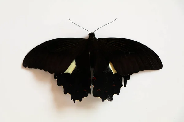 Papillon Couleur Noire Avec Une Tache Crème Sur Ses Ailes — Photo