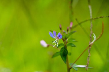 Cleome Rutidosperma 'nın mor renkli çiçeği, püsküllü örümcek çiçeği ya da mor Cleome, istilacı bitki olarak bilinir.