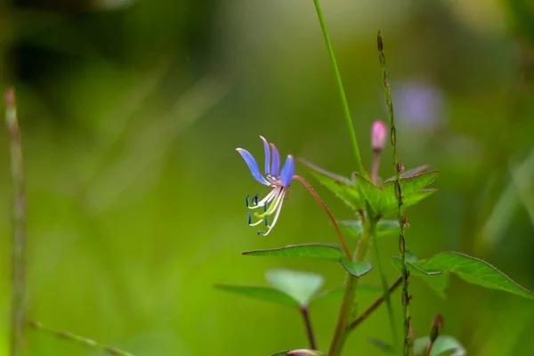Lila Színű Virág Cleome Rutidosperma Ismert Mint Rojtos Pók Virág — Stock Fotó