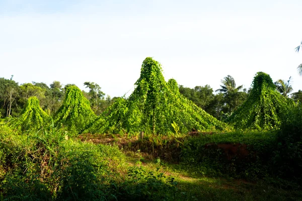 Odling Dioscorea Alata Som Kallas Purjolök Eller Större Sötpotatis Ekologiskt — Stockfoto