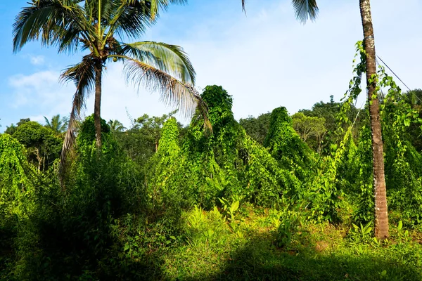 Odling Dioscorea Alata Som Kallas Purjolök Eller Större Sötpotatis Ekologiskt — Stockfoto