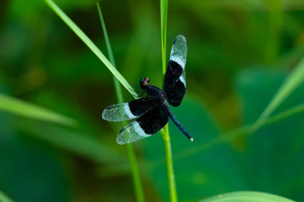 Odonta Dragón Blanco Negro Vuela Desde Ghats Occidentales Wayanad — Foto de Stock