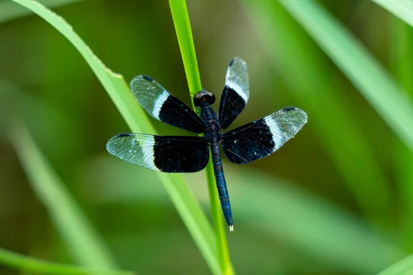 Odonta Dragón Blanco Negro Vuela Desde Ghats Occidentales Wayanad —  Fotos de Stock