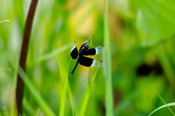 Odonta Dragón Blanco Negro Vuela Desde Ghats Occidentales Wayanad — Foto de Stock