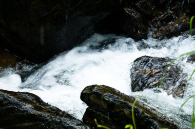 Ormandaki küçük bir dereden su damlıyor, saf su.