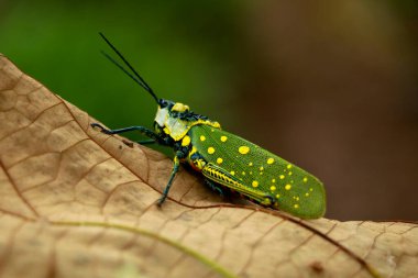 Aularches miliaris veya kuzey benekli çekirge monotipik çim sıçrayan türlere ait, yakın çekim