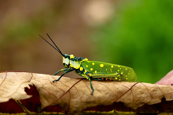 Aularches Miliaris Gafanhoto Manchado Norte Pertencente Espécies Monotípicas Funil Grama — Fotografia de Stock