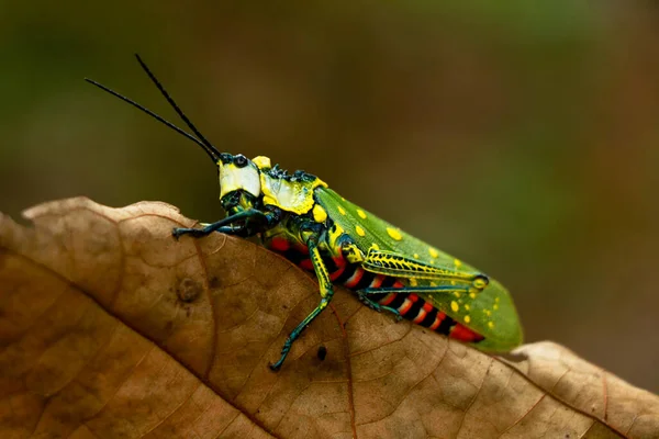 Aularches Miliaris Northern Spotted Grasshopper Belonging Monotypic Grass Hopper Species Royalty Free Stock Photos