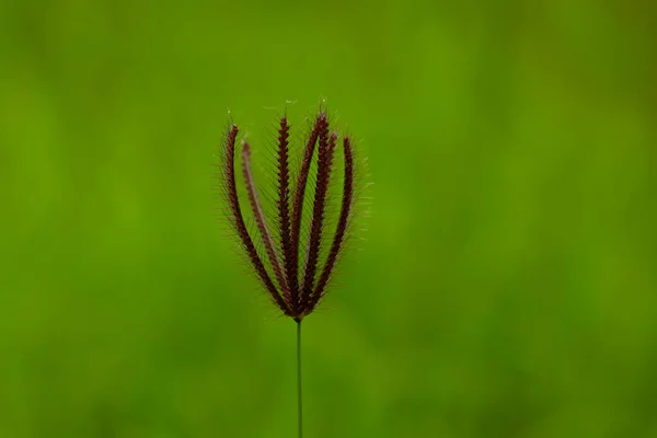 Brązowy Kolor Kwiat Trawy Chwastów Western Ghats Selektywne Skupienie — Zdjęcie stockowe