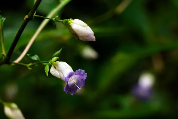 Flor Color Violeta Claro Una Planta Silvestre Perteneciente Especies Strobilanthes — Foto de Stock