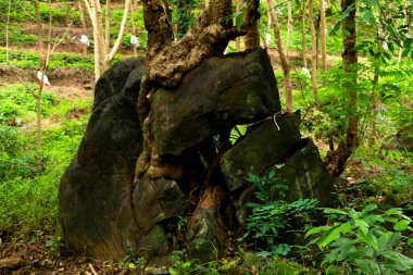 Birkaç yıl sonra ağaç kökleri büyüdüğü için kaya parçalara ayrıldı.