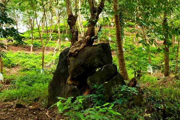 Pedra Quebrada Pedaços Depois Vários Anos Pelo Crescimento Raízes Árvores — Fotografia de Stock