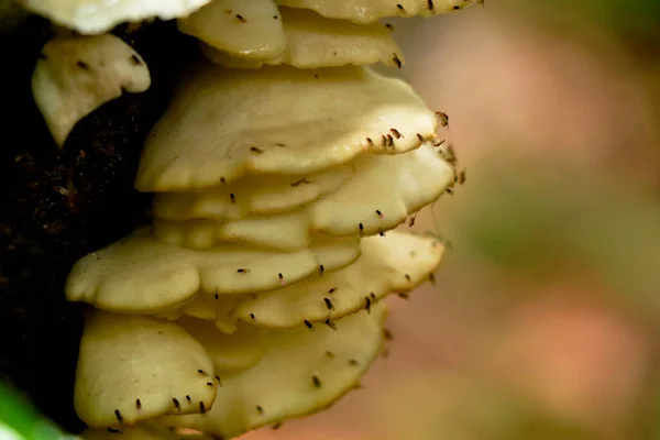 Krémszínű Gomba Vagy Kagyló Egy Rothadó Fatörzsön Parazita Organizmus Western — Stock Fotó