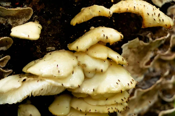 Cremefarbener Pilz Oder Conk Auf Einem Morschen Holzstamm Parasitärer Organismus — Stockfoto
