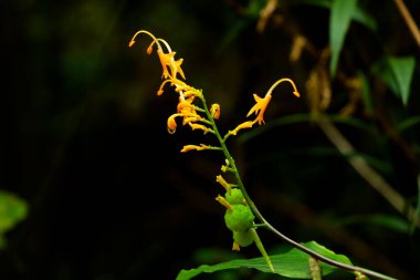 Zingiber ailesinde yabani bitkilerin sarı renkli çiçekleri, Batı Ghat 'ların yerel bitkileri, seçici odak noktaları.